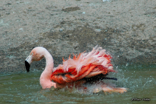 En Parc Zoologique