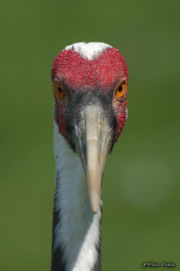 zoo_210722_668