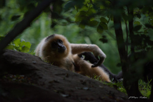 zoo_210812_250