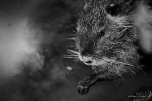 faune_18