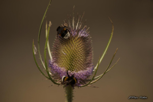 faune_190716_059-1