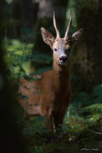 faune_200722_32