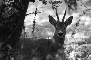 faune_200722_38